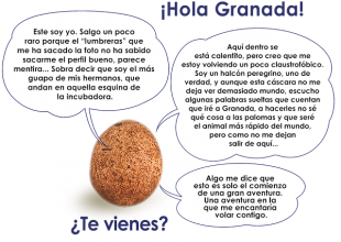 ¿Sabes quien és, el más rápido a las faldas de Sierra Nevada y quiere quedarse para volar alto?
